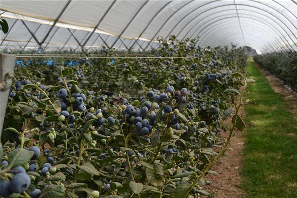  Macfrut 2023  Il principale player mondiale australiano del mirtillo all’International Blueberry Days